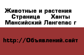  Животные и растения - Страница 4 . Ханты-Мансийский,Лангепас г.